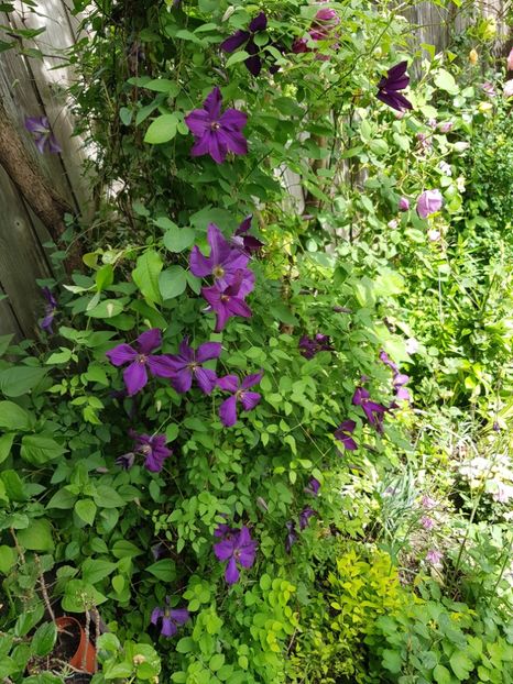  - Clematis