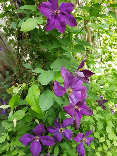  - Clematis