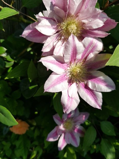  - Clematis