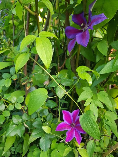 - Clematis