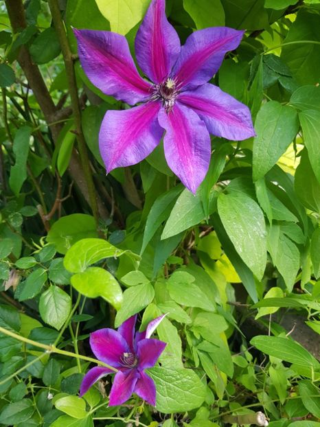  - Clematis