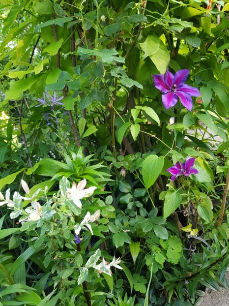  - Clematis