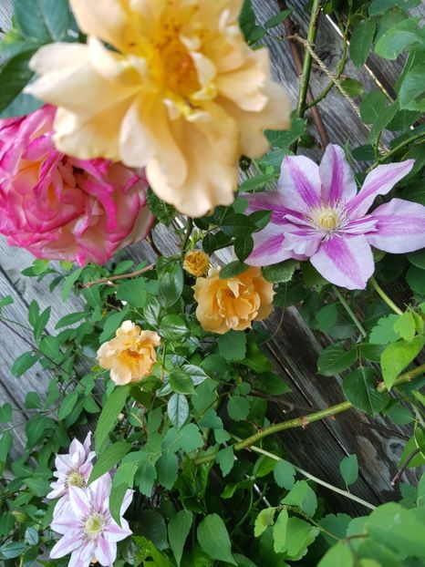 - Clematis