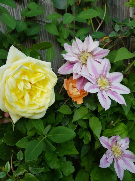  - Clematis