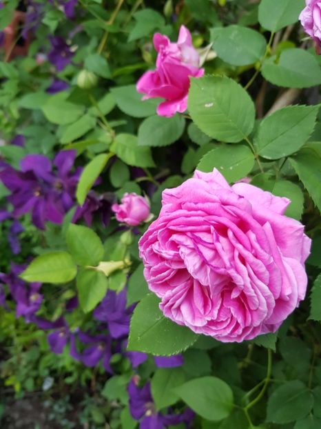  - Clematis