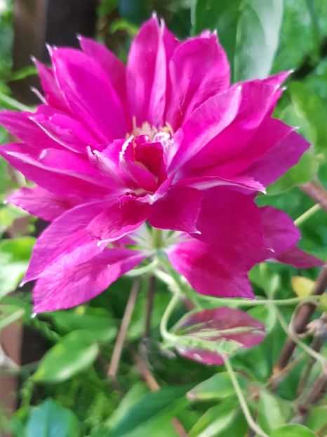  - Clematis