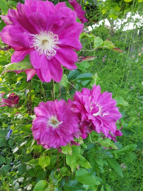  - Clematis