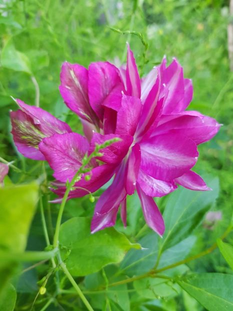  - Clematis