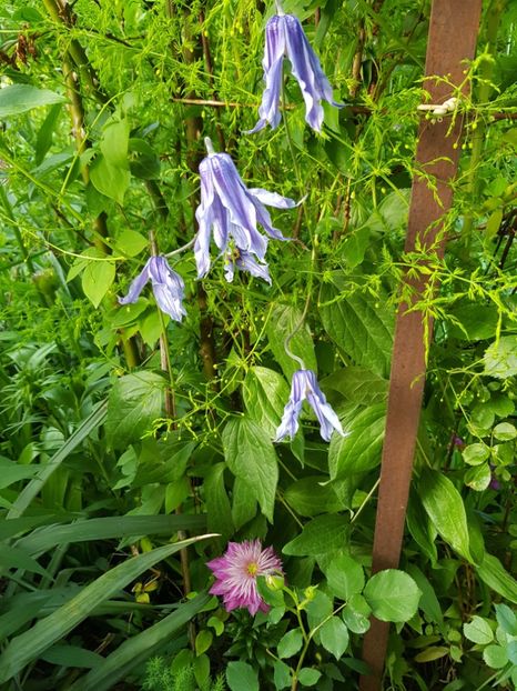  - Clematis