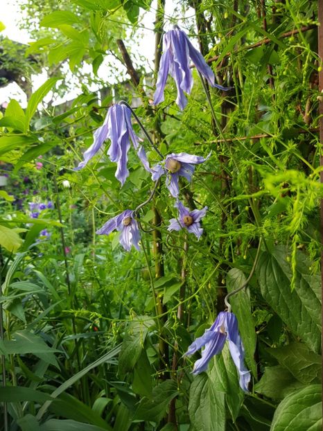 - Clematis