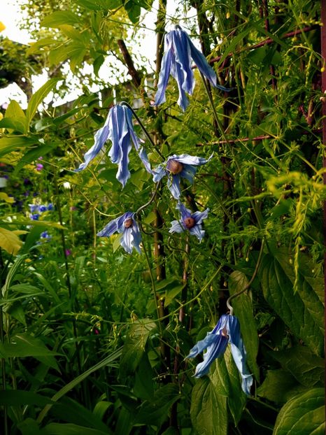  - Clematis