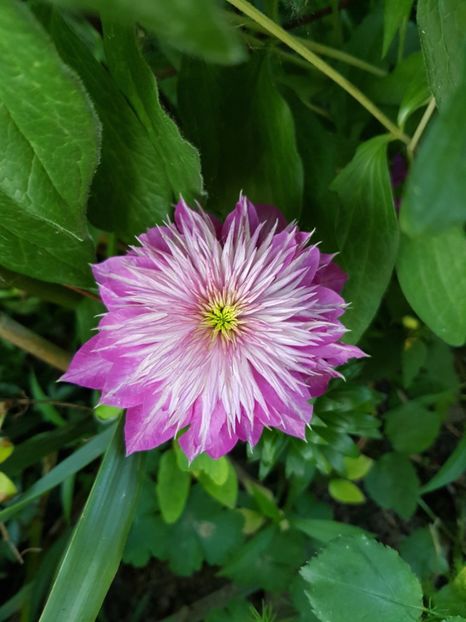  - Clematis
