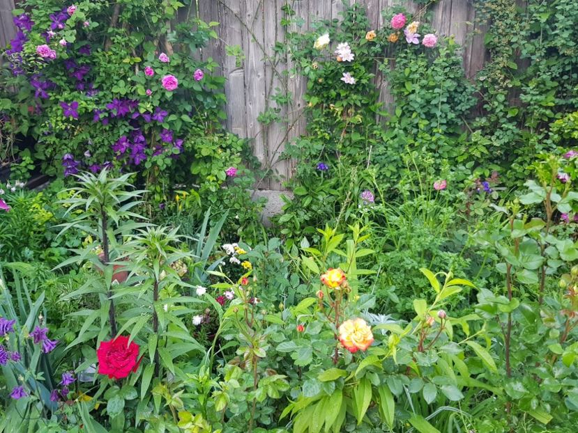  - Clematis