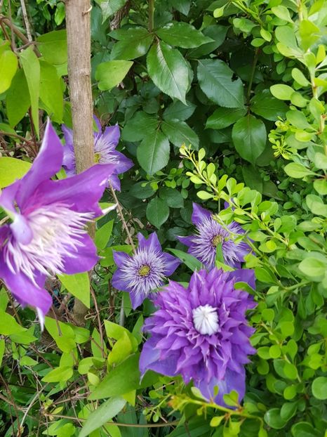  - Clematis