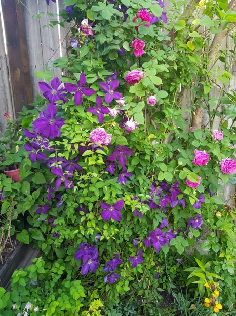  - Clematis