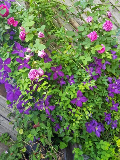  - Clematis