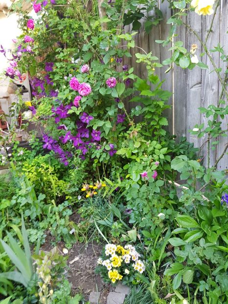  - Clematis