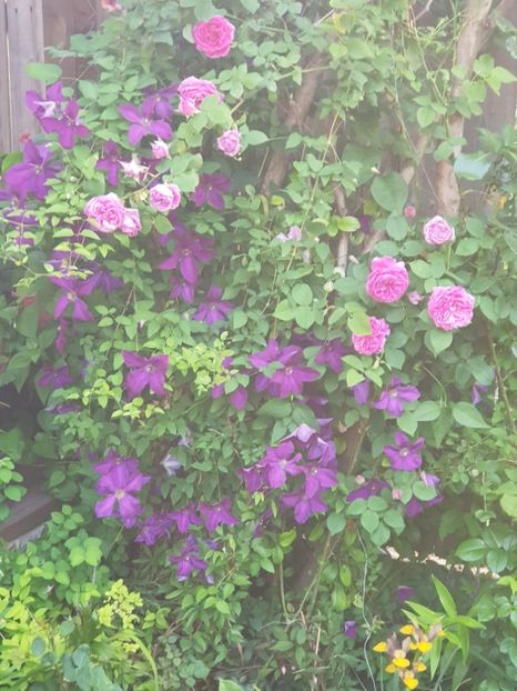  - Clematis