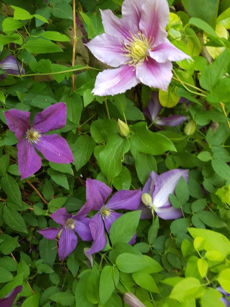  - Clematis
