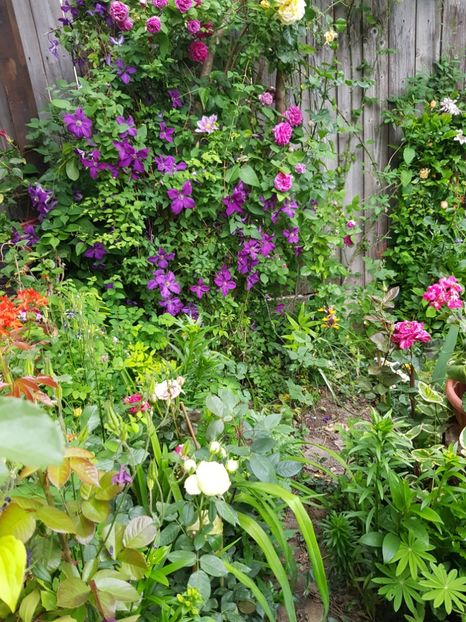  - Clematis