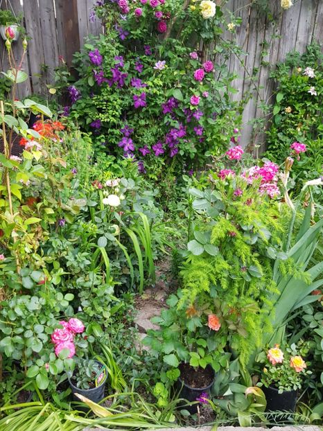  - Clematis