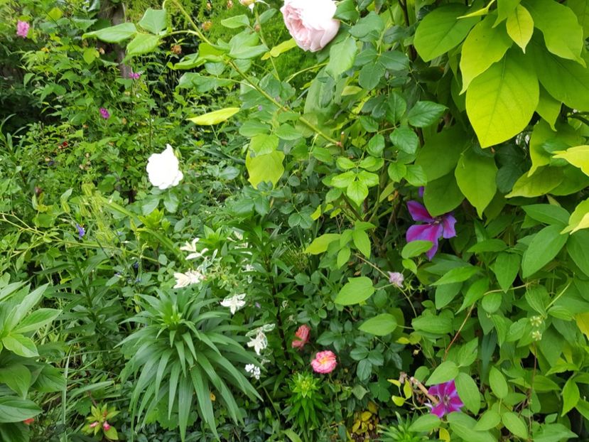  - Clematis