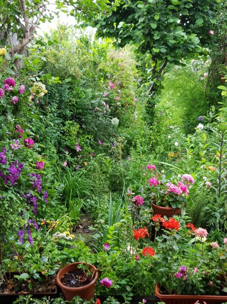  - Clematis