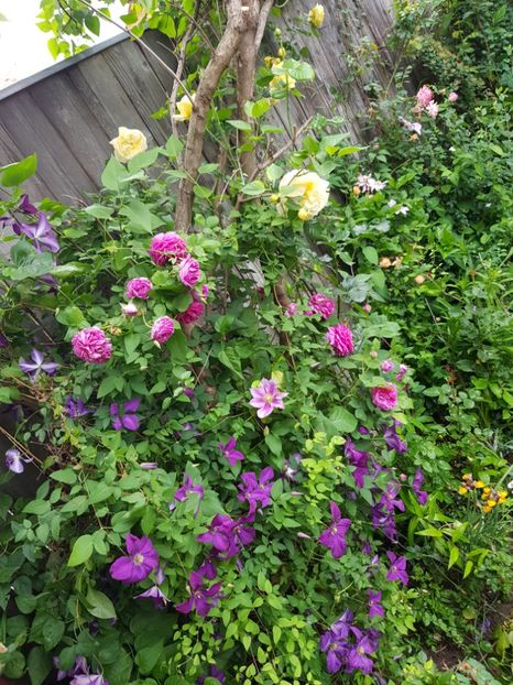  - Clematis