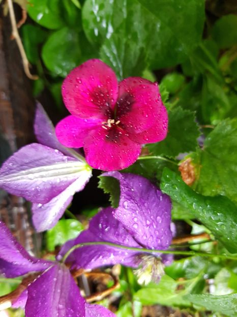  - Clematis