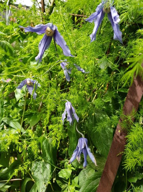  - Clematis
