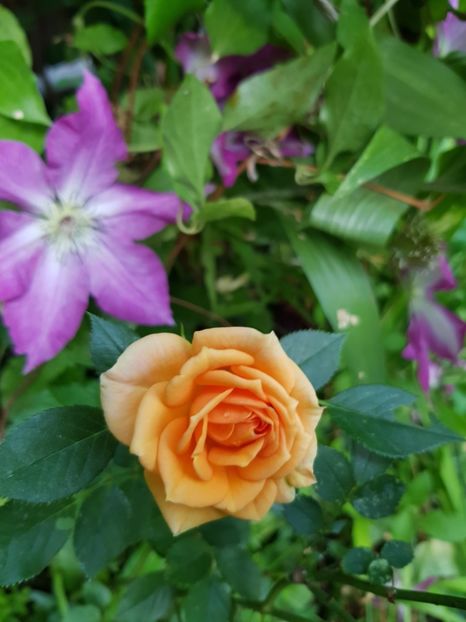  - Clematis