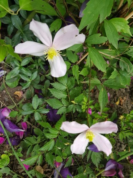  - Clematis