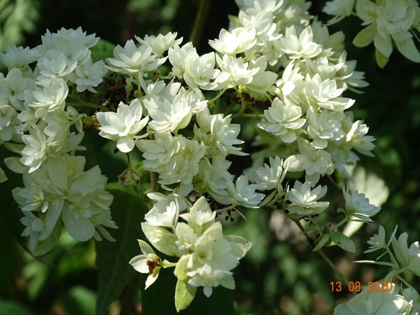 hydrangea arb. Hayes Starburst - Dobarland 2020 5