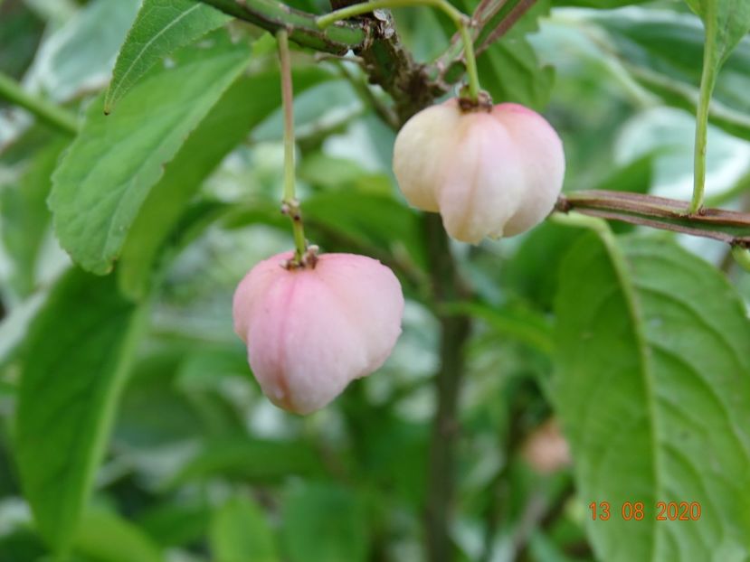 euonymus phellomanus - Dobarland 2020 5