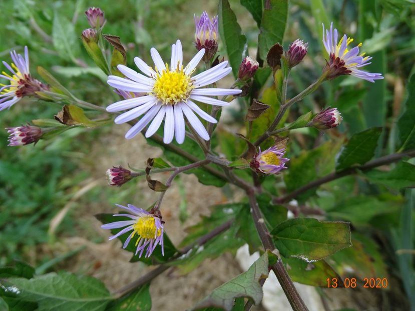 aster ageratoides Asran - Dobarland 2020 5