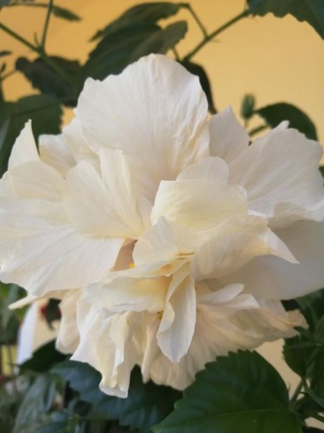  - Balsam pentru suflet