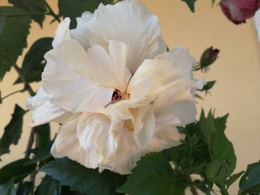  - Balsam pentru suflet