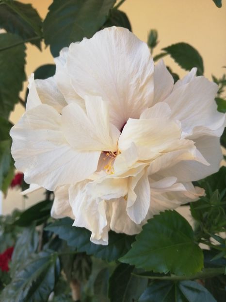  - Balsam pentru suflet