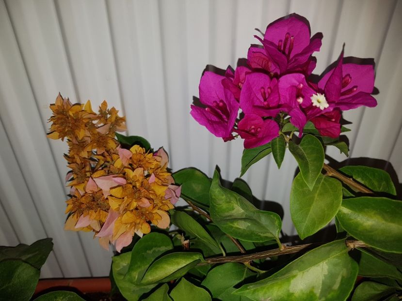  - Bougainvillea 2020