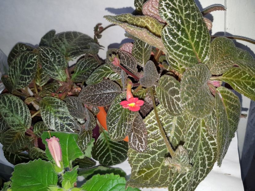  - EPISCIA