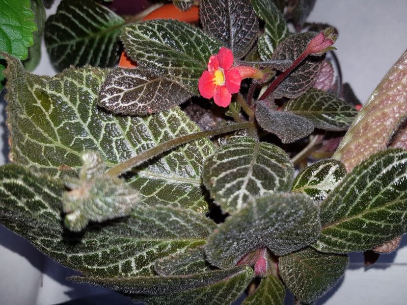  - EPISCIA
