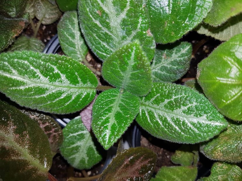  - EPISCIA