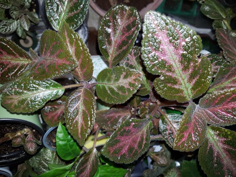  - EPISCIA