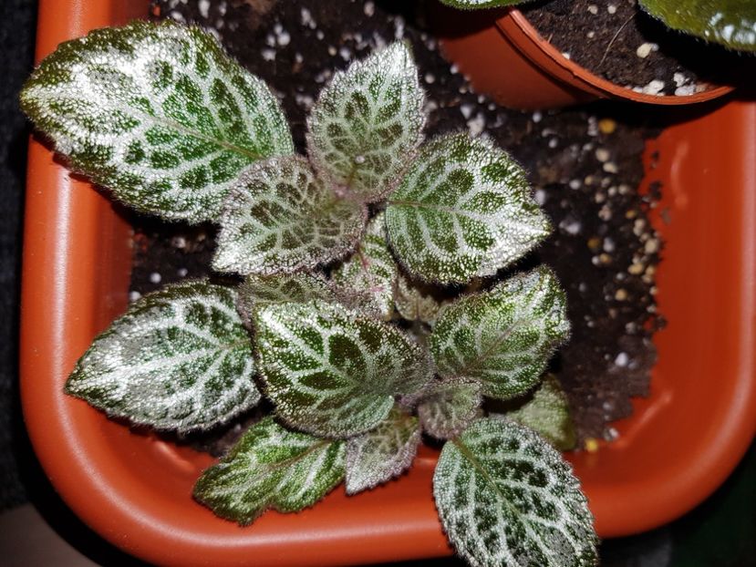  - EPISCIA