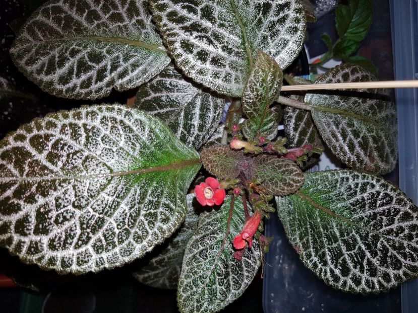  - EPISCIA