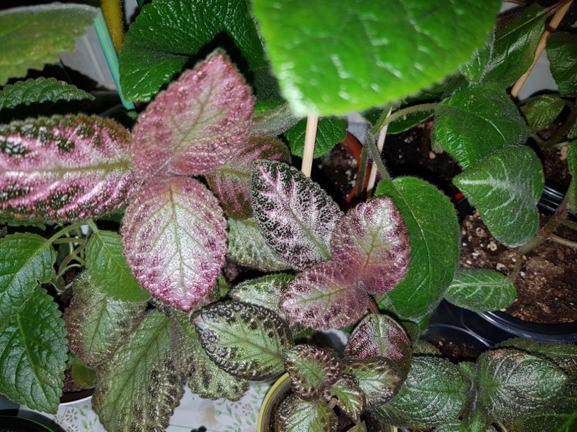  - EPISCIA