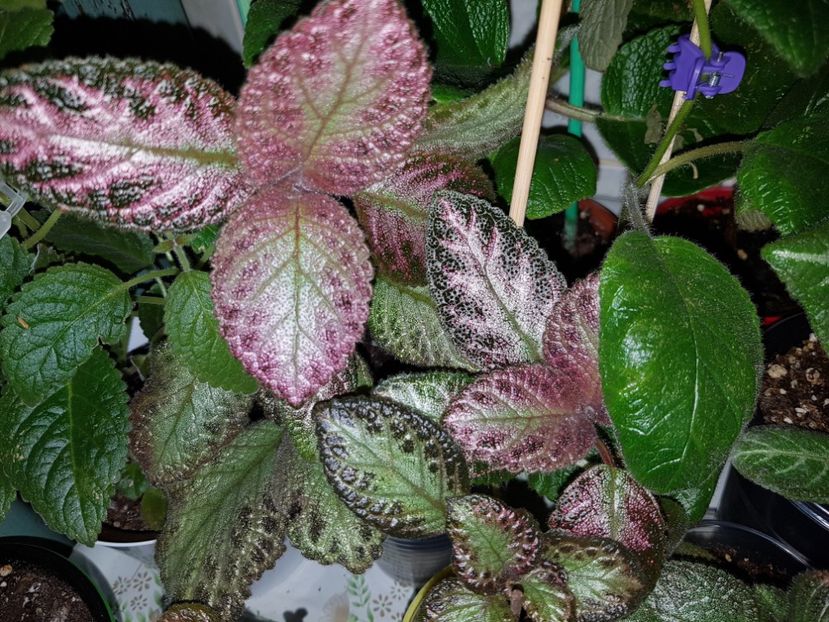  - EPISCIA