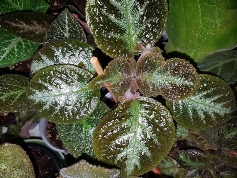 Cupreata Pink Acajou - EPISCIA