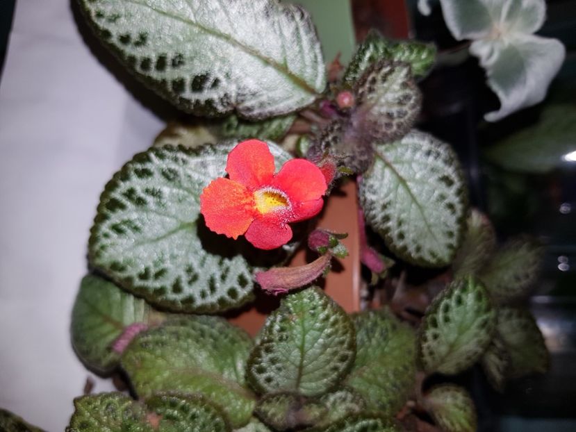  - EPISCIA