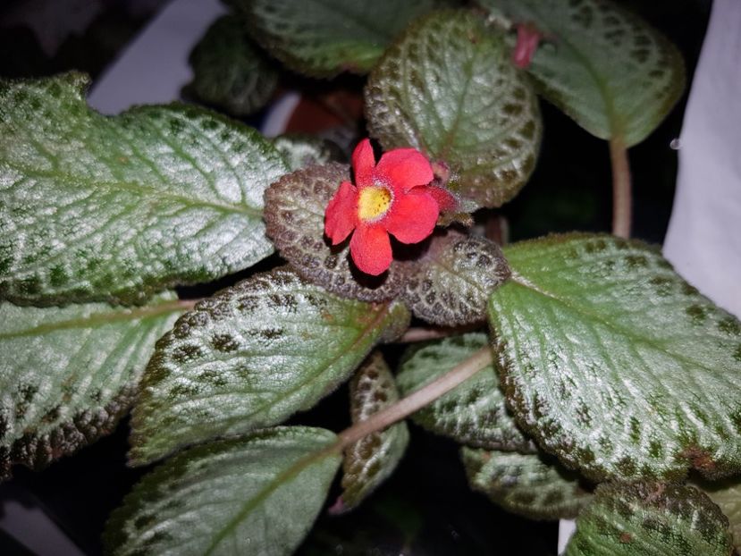  - EPISCIA